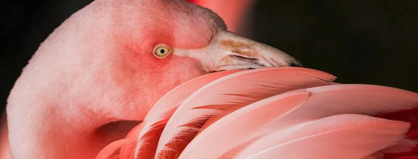 Znáte barvu roku 2019?